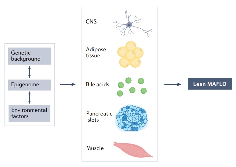 Nature综述：近26%的瘦人也有脂肪肝，改善代谢失调是关键！