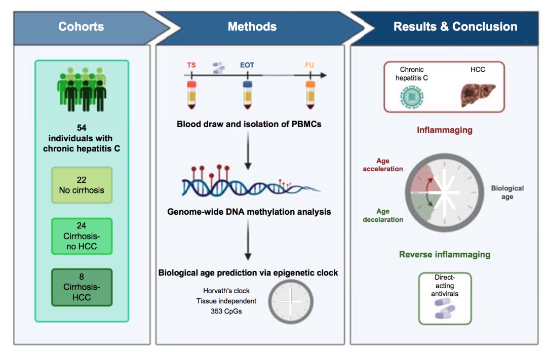 逆转炎症：HCV治疗对生理年龄的长期影响